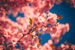 Enjoying The Beauty Of Pink Cherry Blossom Flowers Wallpaper