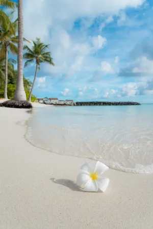 Enjoying The Best Summer Wallpaper
