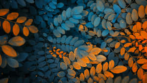 Enjoying The Colorful Vibrancy Of Autumn Wallpaper