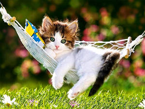 Enjoying The Day Like A Cat! Wallpaper