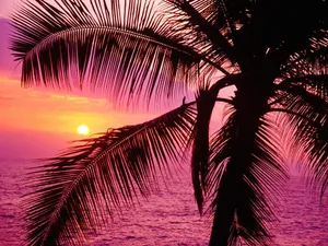 Enjoying The Evening Sunset Wallpaper