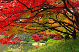Enjoying The Natural Beauty Of A Simple Autumn Wallpaper