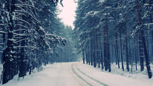 Enjoying The Silent Beauty Of A Winter Forest Wallpaper