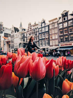 Enjoying The Sunshine During The Beautiful Spring In Amsterdam Wallpaper