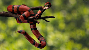 Enthralling Image Of A Bright Colored Coral Snake On A Dried Stem Wallpaper