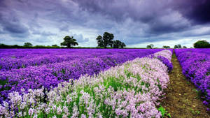 Ethereal Outlook Of Purple Garden Wallpaper