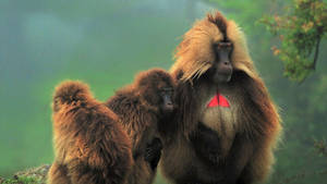 Ethiopia Geladas Monkey Wallpaper