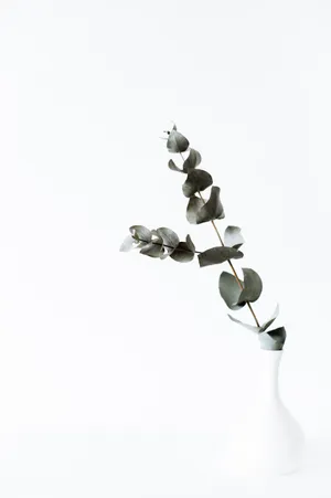Eucalyptus In All White Backdrop Wallpaper