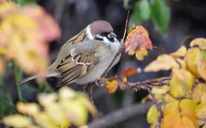 Eurasian Tree Sparrow Birds Of Nature Wallpaper