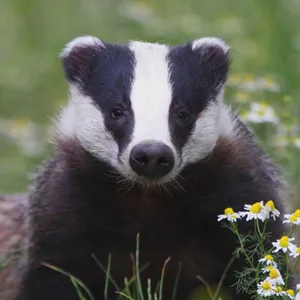 European Badgerin Nature.jpg Wallpaper