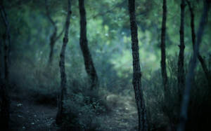 Evening Nature Blur Background Wallpaper