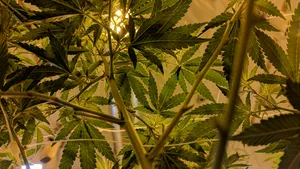 Evergreen Cannabis Plants In The Natural Habitat Wallpaper