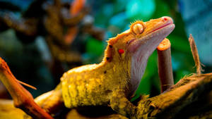 Exotic Yellow-crested Gecko Captured In Close-up Wallpaper