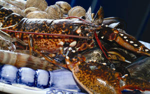 Expensive Calico Lobster Photograph Wallpaper