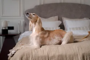 Expensive Greyhound Dog Wallpaper