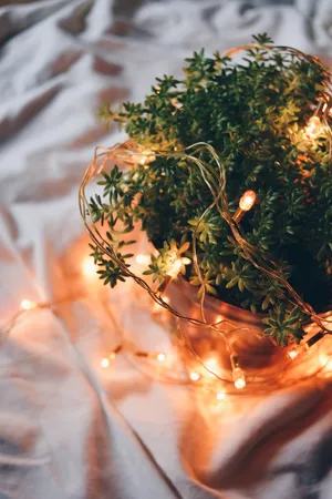 Experience A Peaceful Atmosphere With Aesthetic String Light On Plants Wallpaper