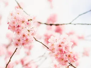 Experience Beauty Through Change. Wallpaper