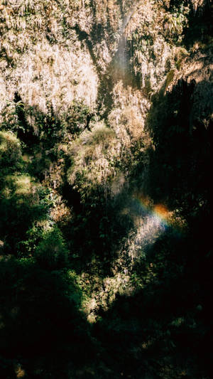 Experience Nature's Spectrum - Jungle Iphone Wallpaper Wallpaper