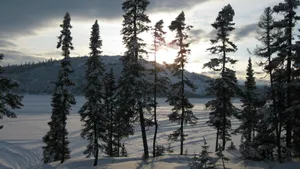 Experience The Beauty Of Nature In The Alpine Meadows Wallpaper