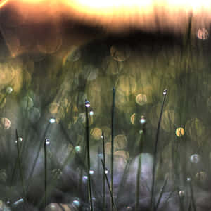 Experience The Beauty Of Spring With This Hd-quality Ipad Wallpaper. Wallpaper
