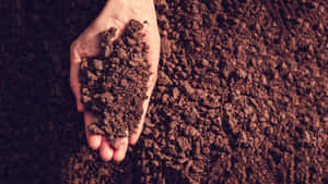 Experienced Farmer Examining Soil Quality Wallpaper