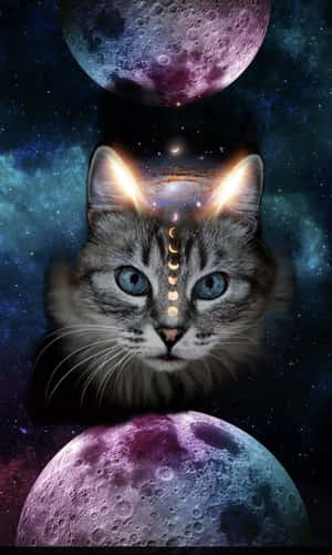 'explore The Galactic Possibilities With Galaxy Cat' Wallpaper