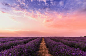 Explore The Stunning Beauty Of A Pastel-hued Lavender Field. Wallpaper