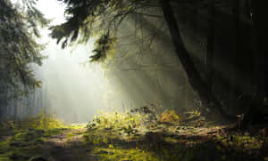 Explore The Vibrant Magic Of Nature Wallpaper