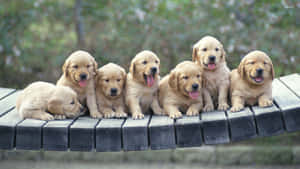 Explore The World With This Golden Retriever Puppy Wallpaper