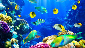 Exploring The Colourful World Of Nature Under The Sea Wallpaper