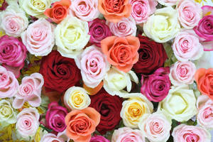 Exquisite Array Of Vibrant Roses In Unique Flower Design Wallpaper