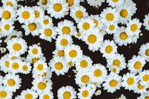 Exquisite Bloom - An Array Of Colorful Flowers Wallpaper