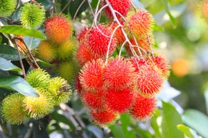 Exquisite Bunch Of Pulasan Fruits Growing On Tree Wallpaper