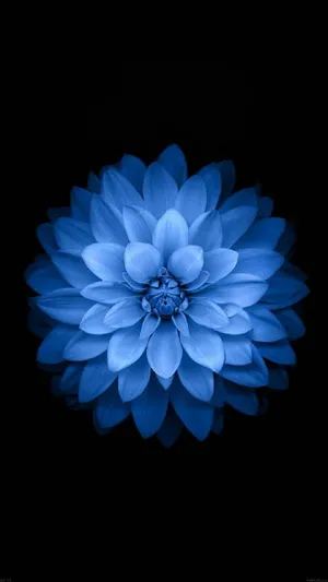 Exquisite Light Blue Dahlia In Bloom Wallpaper