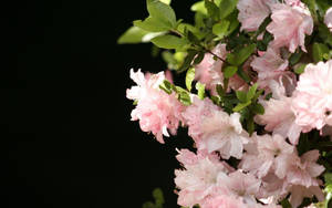 Exquisite Light Pink Flower In Full Bloom Wallpaper