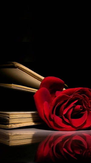 Exquisite Red Rose Iphone Wallpaper