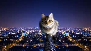 Extreme Cat City Wallpaper