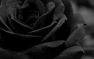 Extreme Close-up Of Black And White Rose Wallpaper