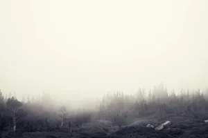 Extremely Foggy Forest Grayscale Wallpaper