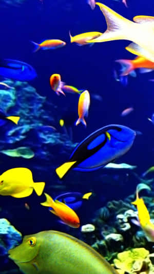 Eye-catching Aquarium Iphone Wallpaper Wallpaper