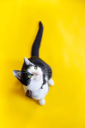 Eye Catching Bicolor Tabby Cat Pfp Wallpaper