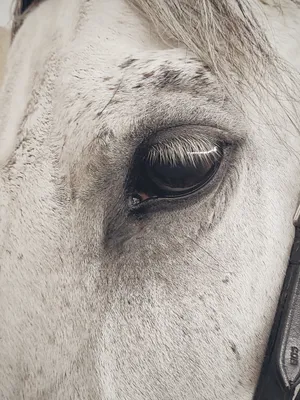 Eye Of A Horse Iphone Wallpaper