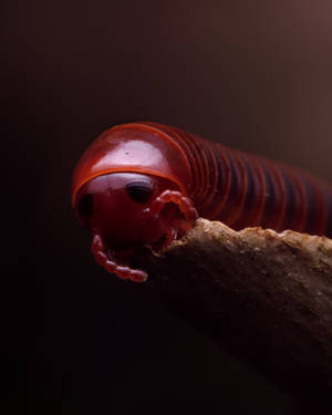 Eye-to-eye With A Spirostreptus Millipede Wallpaper