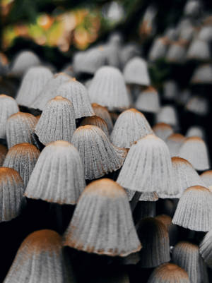 Fairy Bonnet Mushroom Aesthetic Wallpaper