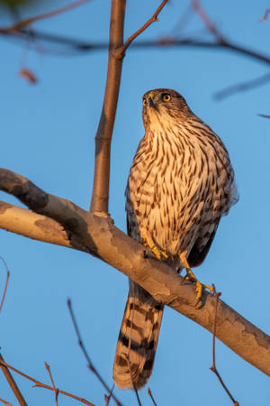 Falcon Bird On Tree Wallpaper