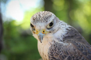 Falcon With Short Sharp Beak Wallpaper