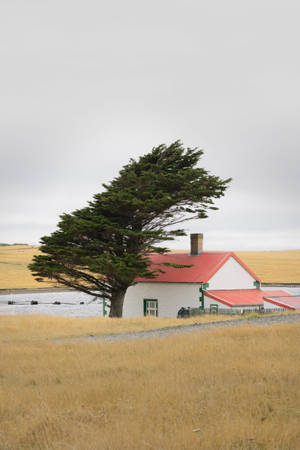 Falkland Island South America Wallpaper