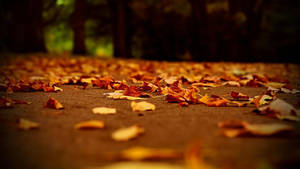 Fall Aesthetic Dried Foliage Wallpaper