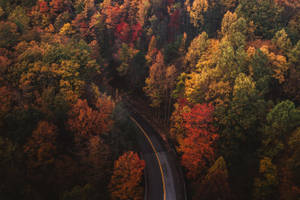 Fall Aesthetic Gatlinburg Forest Wallpaper