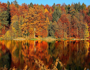 Fall Aesthetic Horgenberg Lake Wallpaper